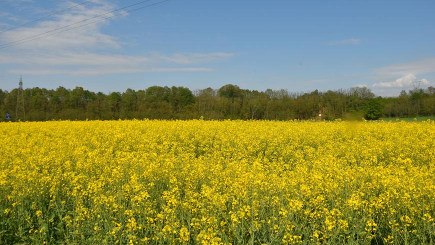 Campi di colza a Capriata d'Orba
