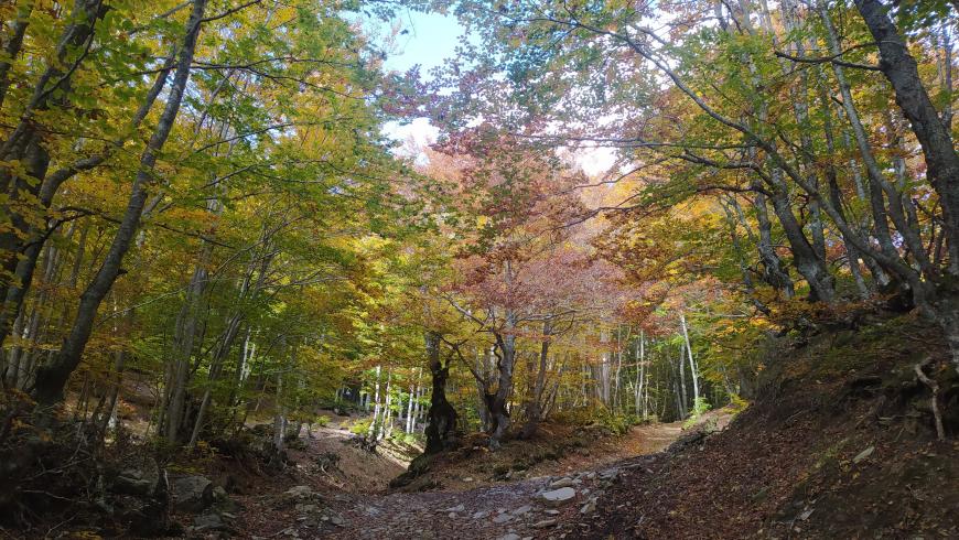 Faggeta in autunno lungo il sentiero 233 tra il Poggio Rondino e la Fontana dei Cavanna
