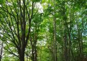 Le faggete del Parco Naturale Alta Val Borbera.