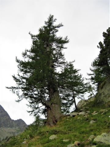 Vista dell'intero albero (foto archivio IPLA)